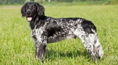 Великий münsterlender